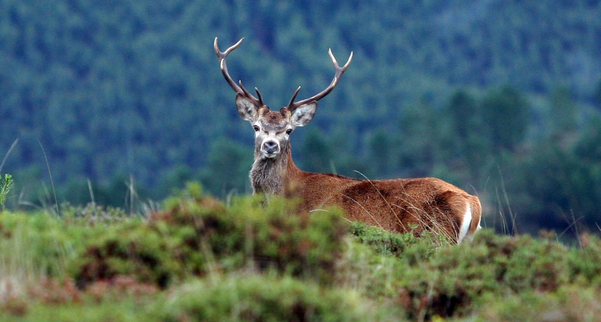 Male deer in the mountains